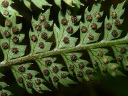 Polystichum sylvaticum. Abaxial surface of fertile frond showing mature, round, exindusiate sori.
 Image: L.R. Perrie © Leon Perrie CC BY-NC 3.0 NZ